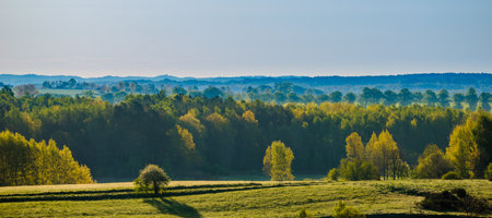 Early autumn panorama of field and forest with autumn foliageの写真素材