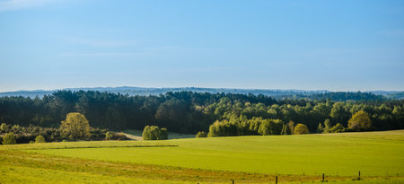 Green forest and grass field, panoramaの写真素材