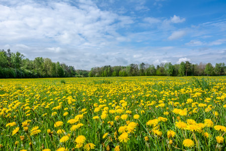 Dandelion flowers on meadow, spring landscapeの写真素材