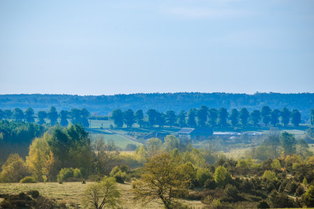 Rural landscape with trees in the fieldの写真素材