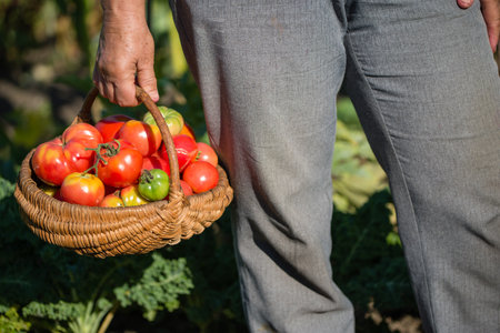 Woman holding fresh tomatoes in the basket. Homegrown tomato harvest in organic garden. Bio vegetables farming concept.の写真素材