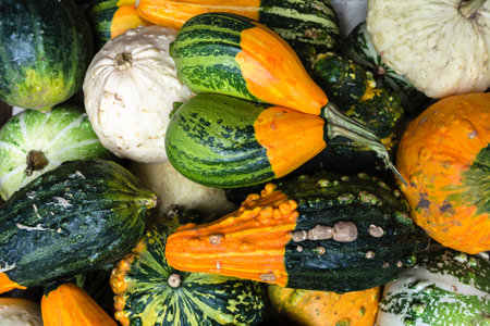 Selection of various pumpkins background. Gourds an squashes. Decorative vegetables harvest. Autumn Thanksgiving decorations.の写真素材