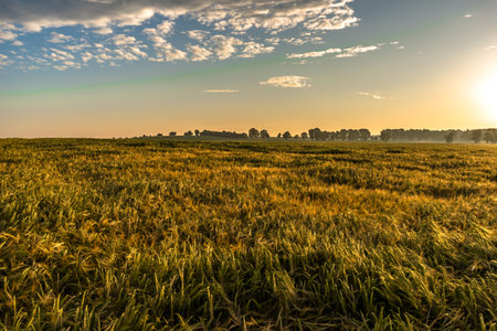 Countryside landscape at sunset. Farm field of wheat. Agricultural background, panoramic view.の写真素材