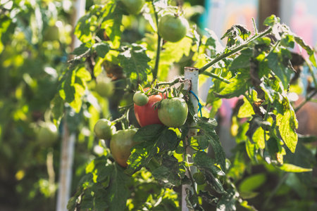 Tomato plants wiht ripening tomatoes in greenhouse. Bio organic gardening. Homegrown vegetables farming.の写真素材