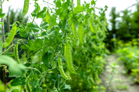 Fresh green pea pods on a pea bushes. Growing plants in the garden. Organic farming concept.の写真素材