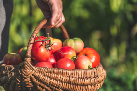 Farmer with freshly harvested tomatoes, holding basket with organic vegetables harvested in sunny day. Homegrown tomato harvest in organic garden. Vegetable growing concept.の写真素材