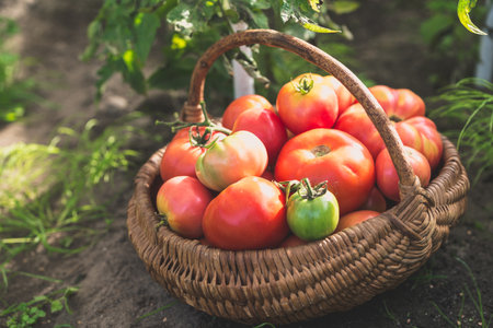 Harvesting tomatoes froFresh tomatoes in the basket. Homegrown bio tomato harvest in organic garden.m the bushの写真素材