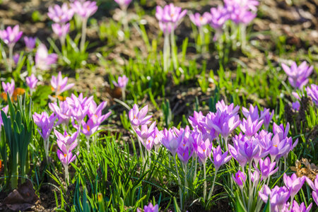 Spring crocus flowers on field.