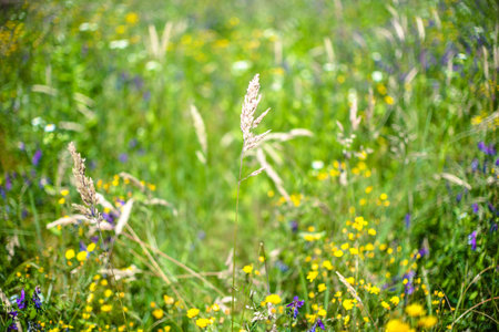Natural background with blurred meadow and flowering grass, closeup, selective focus.の写真素材