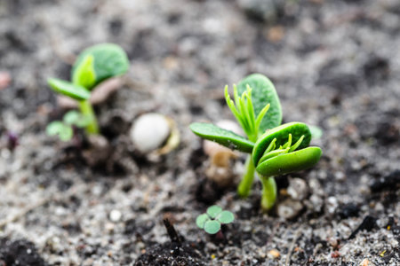 Young plants growing in the soil