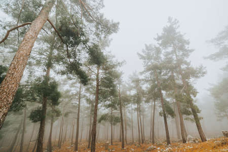 pine forest and cedar trees in foggy weatherの写真素材