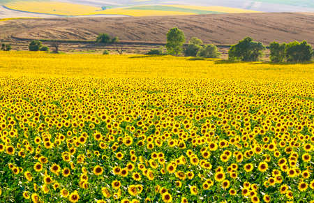 row after row of sunflowers in the sunflower field