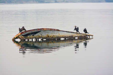 cormorants on old dinghy at sea