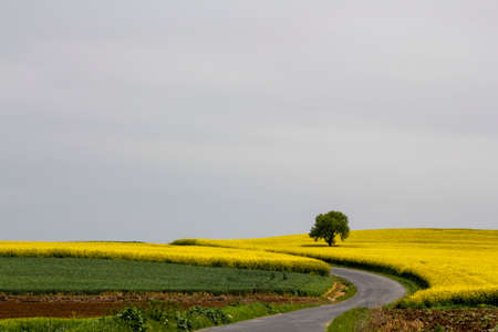A yellow canola field and a tree and Road on the hill