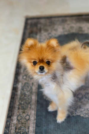 German spitz pomeranian as the dog sitsの写真素材