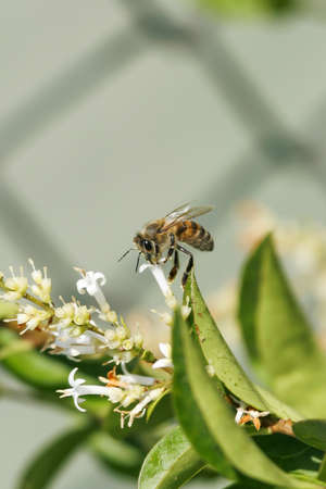 The honeybee that collects pollen from the flower. in Turkey