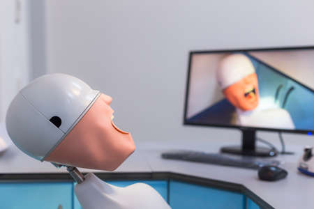 Human head model used by dentistry studentsの写真素材