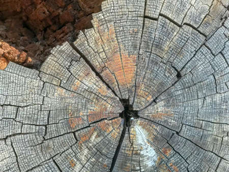 Wooden log surface filled with rhythmic cracks
