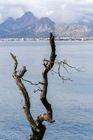 Mountain and sea views behind a dried-up tree in Antalya