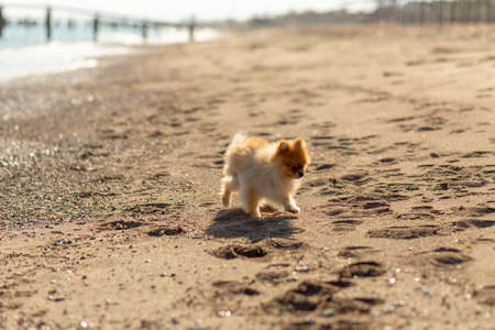 Puppies on the sands by the sea in Antalyaの写真素材