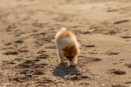 Puppies on the sands by the sea in Antalyaの写真素材