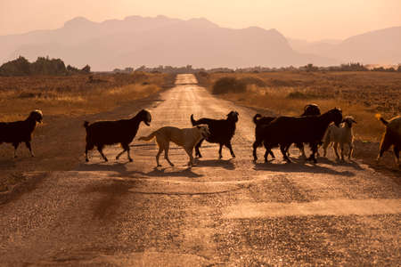 A herd of goats crossing the tarmac road in Antalya Turkeyの写真素材
