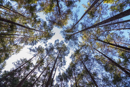 Big trees Forest and autumn in Turkeyの写真素材