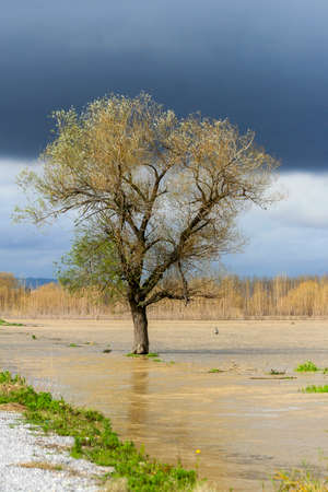 The only tree standing in the waterの写真素材