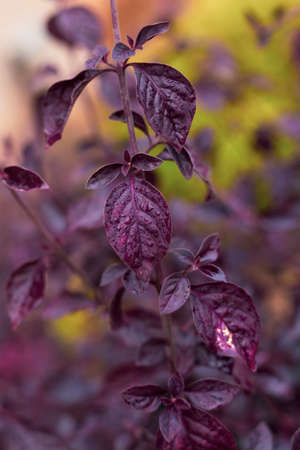 a wet and purple flower leaf standing on top of each other