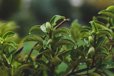 Fresh green leaves soaked in rain in Turkey