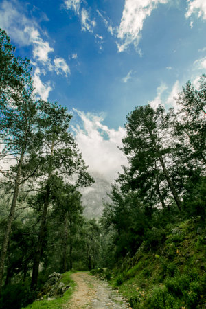 Pathway road through green pine forest in Turkeyの写真素材