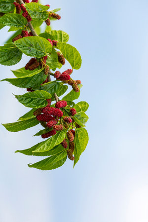 Mulberry tree fruits and leaves in Turkey