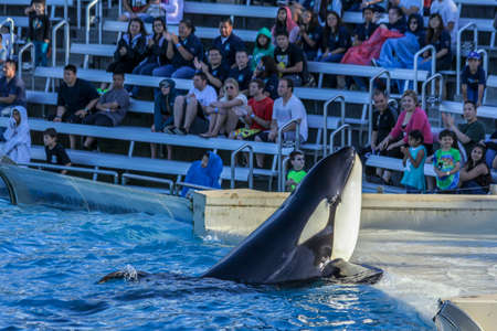 San Diego, California-USA, 03.14.2014: 2 Whales of the genus Orca performing at Sea World amusement...