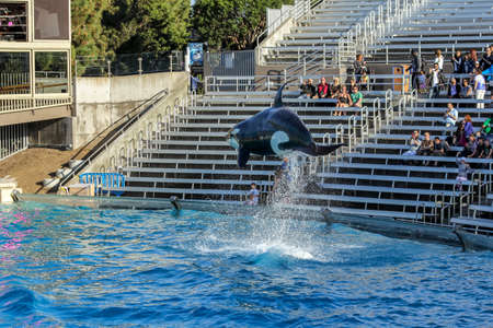 San Diego, California-USA, 03.14.2014: 2 Whales of the genus Orca performing at Sea World amusement park in USAのeditorial素材