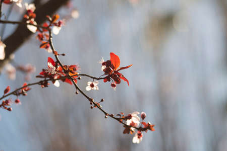 Plum blossoms blooming in spring, Prunus Cerasiferaの写真素材