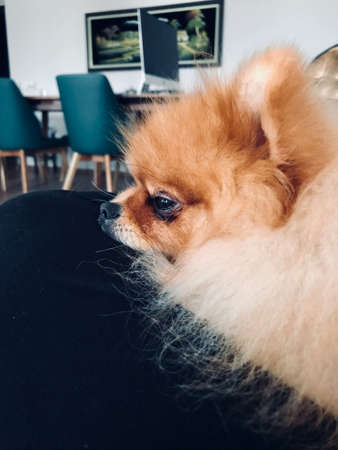 Pomeranian dog sitting on the lap of a human friendの写真素材