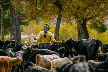 Peasant woman feeding her goats in Turkeyの写真素材
