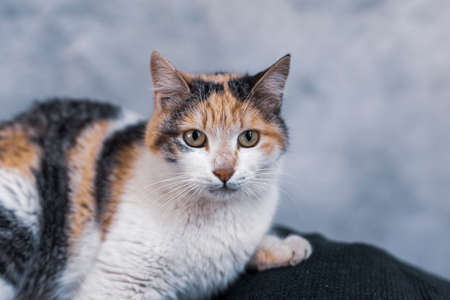 Stray cat sitting in its nestの写真素材