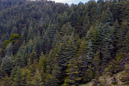 Close-up shot of cedar forest in Antalya / Turkey
