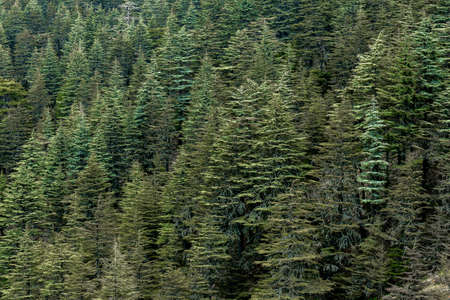 Close-up shot of cedar forest in Antalya / Turkey
