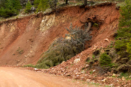 Tree uprooted by a landslide at the edge of the forestの写真素材