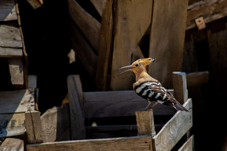 The Eurasian hoopoe (Upupa epops) is the most widespread species of the genus Upupa, native to Europe, Asia and the northern half of Africa. Some taxonomists still consider all three species conspecificの写真素材