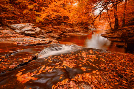 Autumn in the forest, deciduous trees and waterfalls. defoliation time.