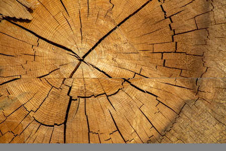 A view of the inside of a felled trees. a tree stump section