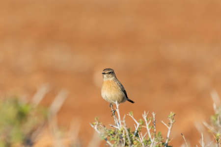 Stonebird (Saxicola torquata) is a small upright bird of the family Muscicapidae.の写真素材