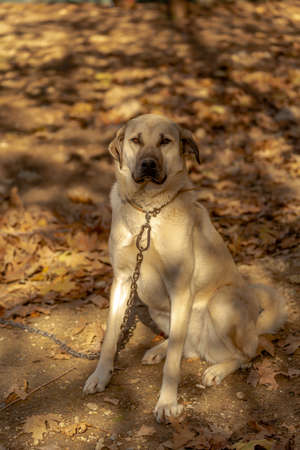 World famous Sivas Kangal dog 15 month old female puppy in Turkey