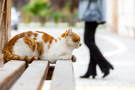 A cat living on the streetの写真素材