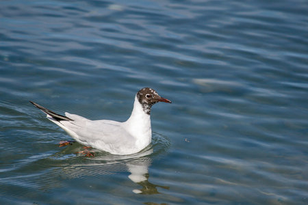 A black-headed gull swimming in the sea