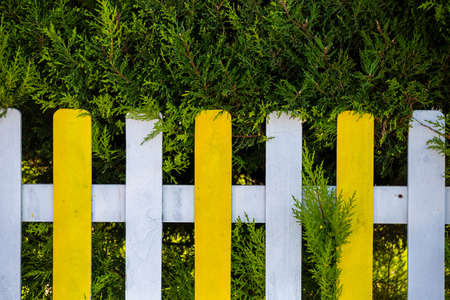 Yellow and white wooden fence in front of Cupressocyparis leylandii plant. wooden fenceの写真素材