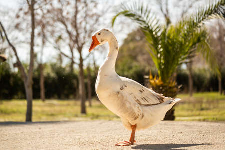 A solitary Chinese goose. A goose on the farmの写真素材